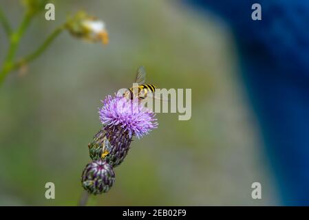 Volent-mouche collectant le nectar de fleur rose, image de gros plan de l'insecte Banque D'Images