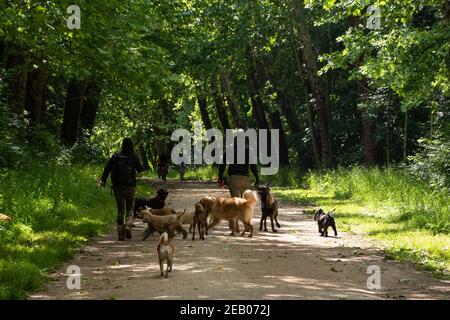 Service de marche en crabe. Jeune homme et jeune femme (méconnaissable; vue arrière) marchant à l'extérieur des chiens dans la forêt de Vincennes à Paris, France. Les aînés utilisent souvent le ser Banque D'Images