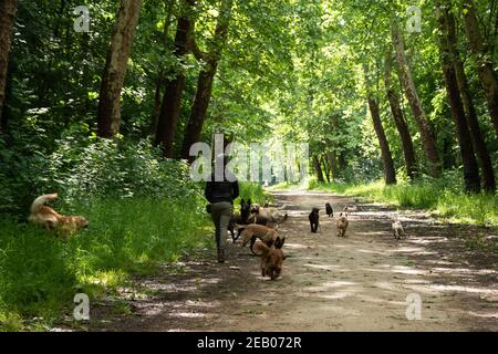 Service de marche en crabe. Jeune homme (méconnaissable; vue arrière) marchant à l'extérieur des chiens dans la forêt de Vincennes à Paris, France. Les aînés utilisent souvent ce service Banque D'Images