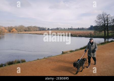 Un chien marchant à côté de l'eau gelée aux étangs de Pen, à Richmond Park, Londres, alors que la pression froide continue à saisir une grande partie de la nation. Date de la photo : jeudi 11 février 2021. Banque D'Images