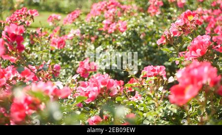 Jardin de roses anglais. Rosarium fond floral. Fleurs tendres floraison, l'abeille recueille le pollen. Gros plan du lit de fleurs rosaires. Buisson à fleurs, s Banque D'Images