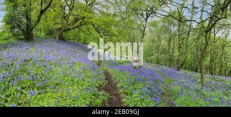 Un chemin à travers un bois de Bluebell anglais au printemps avec les feuilles sur les arbres qui viennent de sortir, Staffordshire, Angleterre, Royaume-Uni Banque D'Images