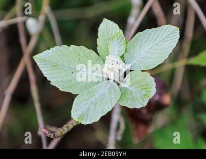 Le Sorbus est un genre d'environ 100 à 200 espèces d'arbres et d'arbustes de la famille des rosacées. Les espèces de Sorbus (s.l.) sont communément connues sous le nom de whitebeam Banque D'Images