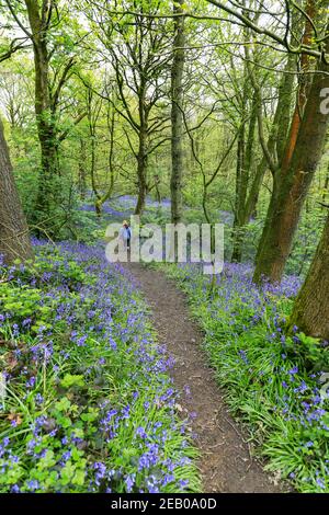 Un chemin à travers un bois de Bluebell anglais au printemps avec les feuilles sur les arbres qui viennent de sortir, Staffordshire, Angleterre, Royaume-Uni Banque D'Images