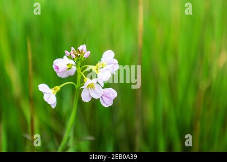 Tête de fleur d'une Lady's Smock ou Cuckoo Flower, (Cardamine pratensis), Staffordshire, Angleterre, Royaume-Uni Banque D'Images