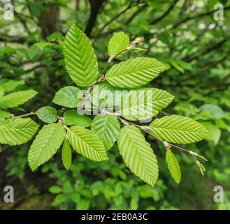 Feuilles de charme (Carpinus betulus), nouveau feuillage de printemps, Angleterre, Royaume-Uni Banque D'Images