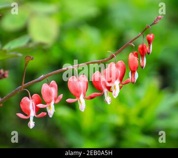 Les fleurs rouges et blanches d'un Western, Wild ou Pacific Bleeding Heart (Dicentra Formosa), Angleterre, Royaume-Uni Banque D'Images