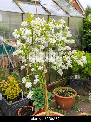 Les fleurs blanches d'un buisson nacré, ou Pearlbush (Exochorda), arbuste à fleurs, cultivées en standard, Angleterre, Royaume-Uni Banque D'Images