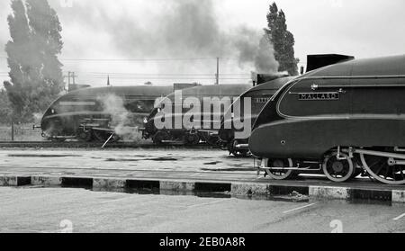 Faites la queue de quatre locomotives à vapeur survivantes de classe A4 Pacifique devant le Musée national des chemins de fer de York, en pluie battante. Banque D'Images