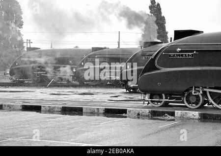 Faites la queue de quatre locomotives à vapeur survivantes de classe A4 Pacifique devant le Musée national des chemins de fer de York, en pluie battante. Banque D'Images