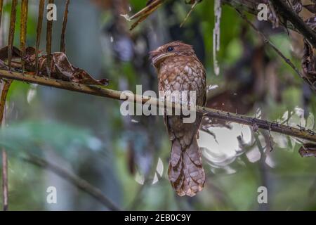 La grenouille de Gould, Batrachostomus stellatus, perche sur une branche Banque D'Images