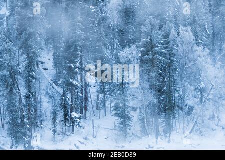Des arbres de neige sur une colline. Forêt de fées avec gel sur les branches de pins. Hiver forêt sombre et brumeuse sur la colline Banque D'Images