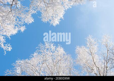 Branches en gel contre ciel bleu. Forêt de neige en velours blanc. Vue de bas en haut par temps froid ensoleillé. Banque D'Images