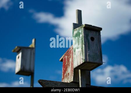 Maisons d'oiseaux peintes en vert rouge contre le ciel bleu avec des nuages blancs Banque D'Images