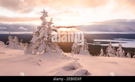 Arbres de neige aux rayons de soleil rose. Forêt gelée à flanc de colline en hiver Banque D'Images