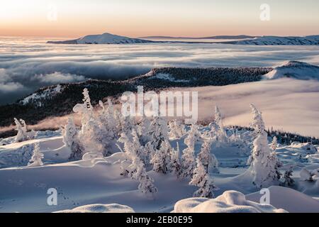 Forêt de conifères sur une pente de colline enneigée. Paysage d'hiver avec sapins enneigés Banque D'Images