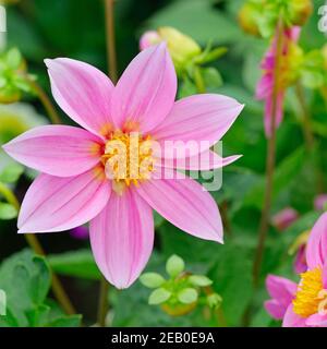 Dahlia sur fond de fleurs. L'accent sur fleur. Profondeur de champ. Banque D'Images