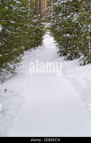 Chemin dans la forêt parmi les arbres de neige dans la forêt d'hiver Banque D'Images