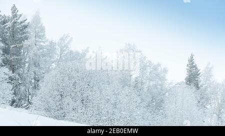 Forêt d'hiver sur la pente en brume givrée. Les branches sont recouvertes de neige et de givre sous un ciel doux. Banque D'Images