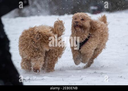 La photo datée du 7 février montre un Cockapoo à Ipswich dans le Suffolk dimanche en appréciant la neige apportée par Storm Darcy. Plus de neige dans l'est du pays est prévue pour lundi. Banque D'Images