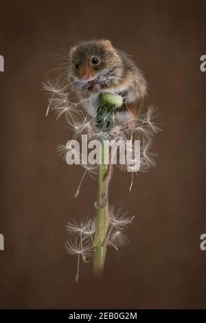 Harvest Mouse au-dessus de la tête de semence de Dandelion mangeant des graines, avec un fond texturé Banque D'Images