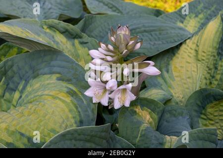 Tige verticale unique de fleurs rose lavande pâle Hosta'Inniswood' amongs feuilles vertes et jaunes épaisses. Banque D'Images