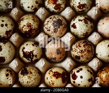 Vue de dessus des œufs de caille à pois crus qui se trouvent dans une boîte de rangement en carton. Une alimentation saine. Un ingrédient de petit déjeuner. Banque D'Images