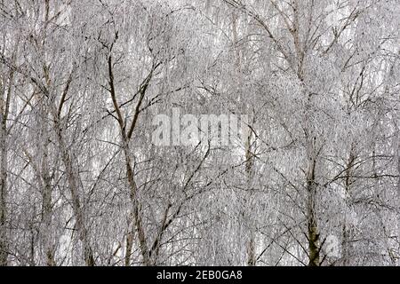 Birch d'argent surgelé, Betula pendula, avec branches couvertes de gel matinal en hiver. Banque D'Images