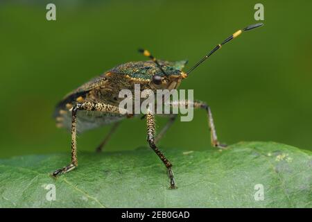 Troilus luridus Shieldbug (bronze) reposant sur des feuilles de chêne. Tipperary, Irlande Banque D'Images