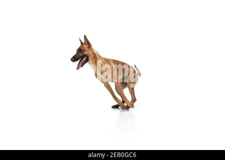 Saut. Le jeune Berger belge Malinois pose. Mignon chien ou animal de compagnie est de jouer, de courir et de l'air heureux isolé sur fond blanc. Studio Photohot. Concept de mouvement, mouvement, action. CopySpace. Banque D'Images