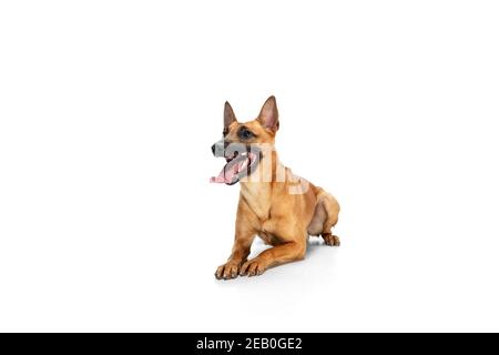 Saut. Le jeune Berger belge Malinois pose. Mignon chien ou animal de compagnie est de jouer, de courir et de l'air heureux isolé sur fond blanc. Studio Photohot. Concept de mouvement, mouvement, action. CopySpace. Banque D'Images