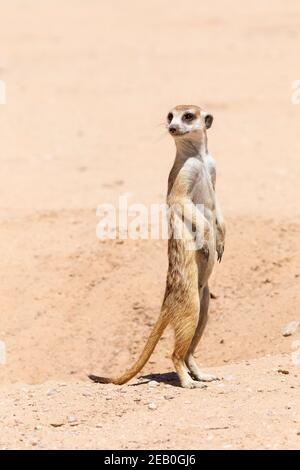 Meerkat à queue élancée ou Suricate (Suricata suricata), sentinelle ou guetteur de garde à den, Parc transfrontalier Kgalagadi, Kalahari, Cap du Nord Banque D'Images