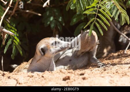 Meerkat à queue élancée ou Suricate (Suricata surigatta) qui s'extirpe hors de la brousse, Parc transfrontalier Kgalagadi, Kalahari, Cap Nord, AF Sud Banque D'Images