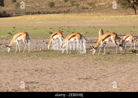 Springbok ou Springbuck (Antidorcas marsupialis) qui broutage au coucher du soleil, rivière Auob, parc transfrontalier Kgalagadi, Kalahari, Cap Nord, Afrique du Sud Banque D'Images