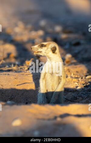 Meerkat à queue élancée ou Suricate (Suricata suricata), papilon de la maison au coucher du soleil, Parc transfrontalier Kgalagadi, Kalahari, Cap Nord, Afrique du Sud Banque D'Images