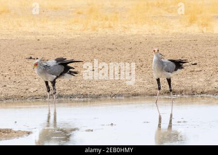 Secretarybird / Secrétaire Bird (Sagittaire serpentarius) Parc transfrontalier Kgalagadi, Kalahari, Cap Nord, Afrique du Sud. Cette espèce d'oiseau a j Banque D'Images