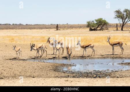 Troupeau de Springbok ou Springbuck (Antidorcas marsupialis) buvant au trou d'eau de Polentswa, parc transfrontalier de Kgalagadi, Kalahari, Cap Nord, AF Sud Banque D'Images