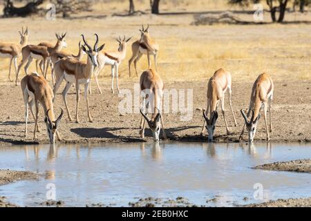 Troupeau de Springbok ou Springbuck (Antidorcas marsupialis) buvant au trou d'eau de Polentswa tôt le matin, parc transfrontalier de Kgalagadi, Kalahari, Nord Banque D'Images