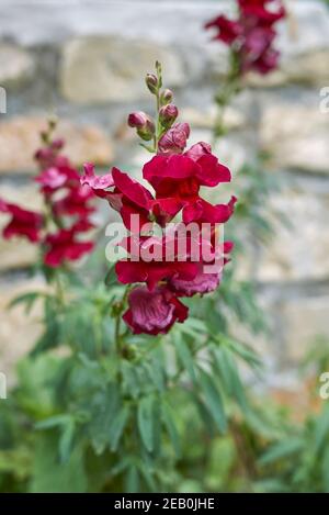 Antirrhinum majus fleurs colorées Banque D'Images
