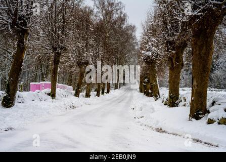 Route d'hiver glacée et enneigée traversant une ligne de saules traditionnellement taillées. Photo de Scania, sud de la Suède Banque D'Images