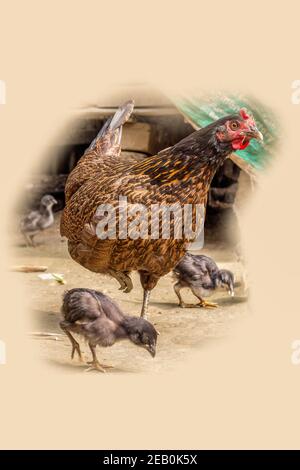 Une belle mère poule est à la recherche de nourriture avec ses petits, illustration isolée Banque D'Images