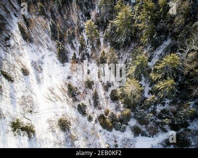Vue aérienne de la forêt en hiver Banque D'Images