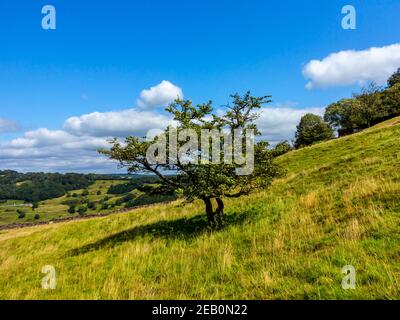 Paysage avec arbres en été à Cromford dans le Derwent Valley Derbyshire Dales Peak District Angleterre Royaume-Uni Banque D'Images