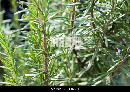 ROSMARINUS officinalis, communément appelé romarin. Une belle plante de romarin, image vive, prise de vue en plein jour, photo ensoleillée. Banque D'Images