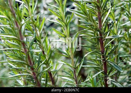 ROSMARINUS officinalis, communément appelé romarin. Une belle plante de romarin, image vive, prise de vue en plein jour, photo ensoleillée. Banque D'Images