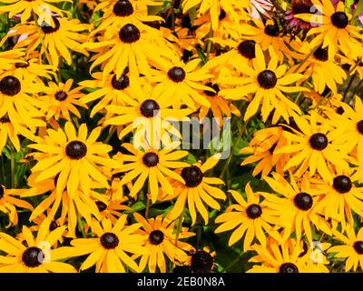 Le Rudbeckia herbacé jaune vif fleurit dans un jardin en été c'est un genre de plantes de la famille des Asteraceae ou composite. Banque D'Images