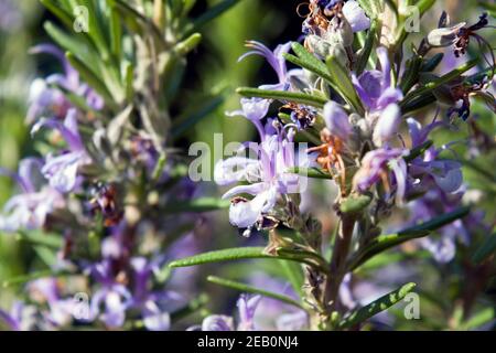 ROSMARINUS officinalis, communément appelé romarin. Une belle plante de romarin, image vive, prise de vue en plein jour, photo ensoleillée. Banque D'Images