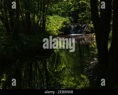 Cours d'eau dans les bois, petite chute d'eau et reflet de l'eau enchantée. Silhouettes d'arbres ensoleillés et sombres. Forêt de Vincennes de Paris, France. Belle terre Banque D'Images