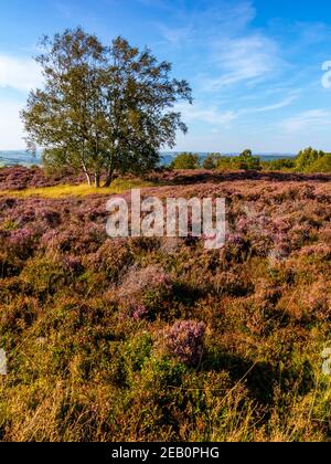 Arbres et bruyère pourpre fin août sur Stanton Moor Près de Bakewell dans le parc national de Peak District Derbyshire Dales Angleterre Royaume-Uni Banque D'Images