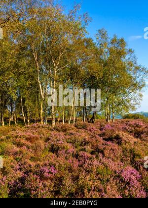 Arbres et bruyère pourpre fin août sur Stanton Moor Près de Bakewell dans le parc national de Peak District Derbyshire Dales Angleterre Royaume-Uni Banque D'Images